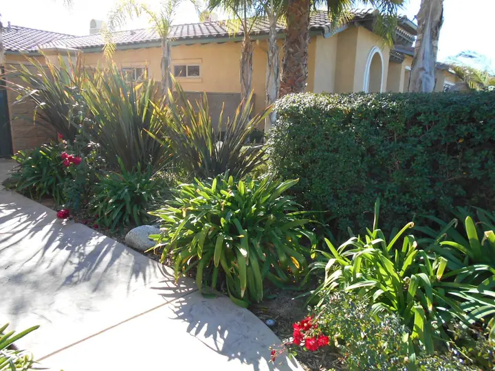 Flowering Planting Bed Walkway Menifee Ca